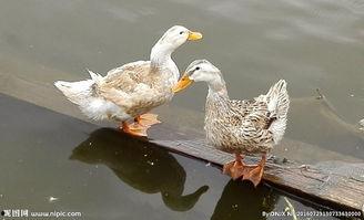 两只鸭图片,两只鸭子的欢乐时光