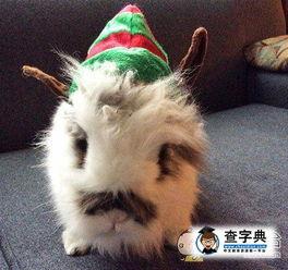 兔子片搞笑,搞笑兔子片欢乐大放送