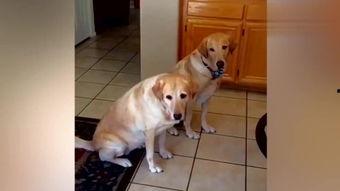 狗名 搞笑视频,狗名引发的欢乐盛宴