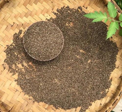 麻 图片,探寻植物界的神秘力量